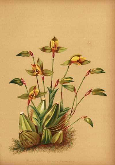 Sweet Scented Lycaste Orchid by Unknown